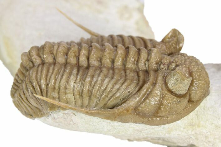 Exceptional Prochasmops Nasutus Trilobite - Russia #255350